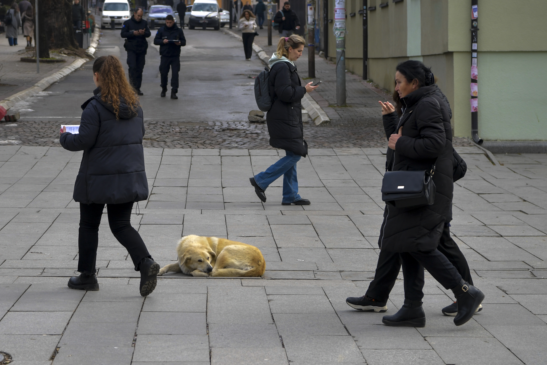 What is happening to all the dogs?