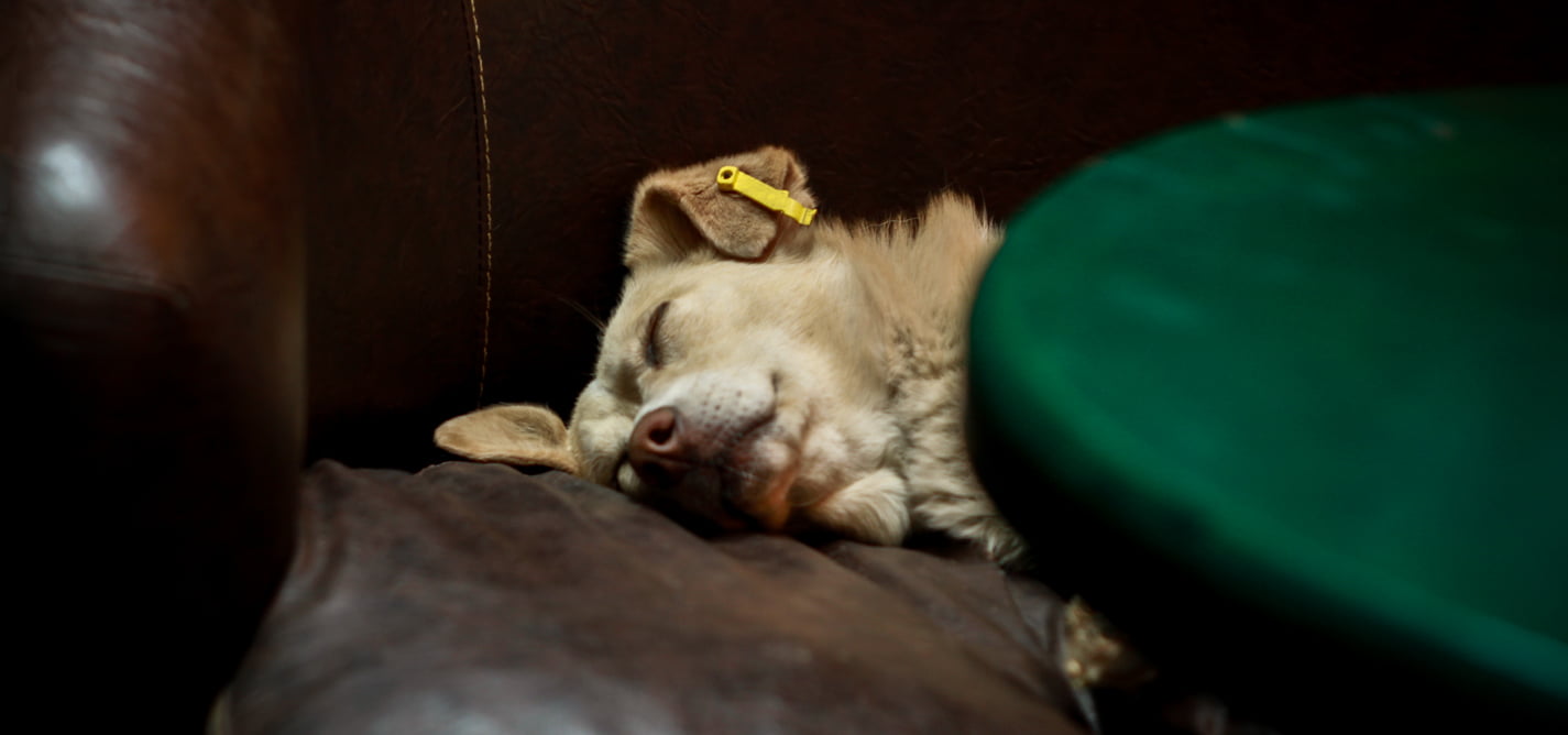 Vuaj prandaj Jam - duhet ta ndalim keqtrajtimin e kafshëve në Kosovë